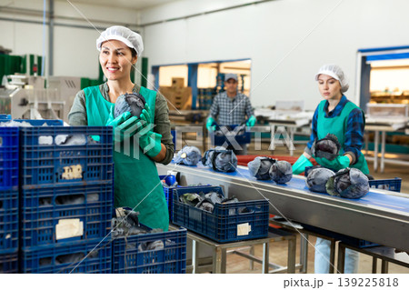 Smiling female employee of vegetable sorting factory arranging red cabbages Smiling female employee of vegetable sorting factory arranging red cabbages 139225818