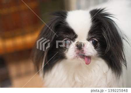 舌を出した可愛い狆のアップ Japanese Chin portrait 139225848