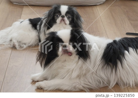 2匹の狆がくつろぐ室内風景 Two Japanese Chin dogs 139225850