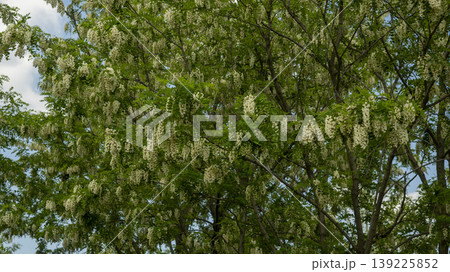 acacia flower 139225852