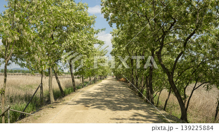 acacia flower acacia flower 139225884