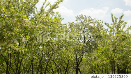 acacia flower acacia flower 139225899