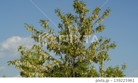 acacia flower 139225961