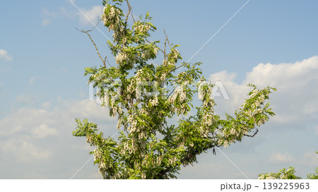 acacia flower 139225963