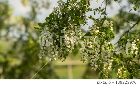 acacia flower 139225976