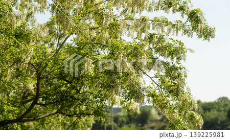 acacia flower acacia flower 139225981