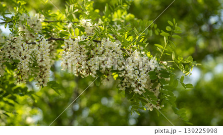 acacia flower 139225998