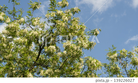 acacia flower acacia flower 139226027