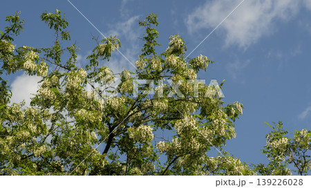 acacia flower acacia flower 139226028