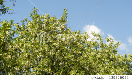 acacia flower acacia flower 139226032