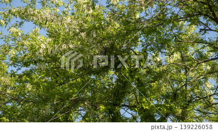 acacia flower 139226058