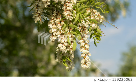 acacia flower acacia flower 139226062