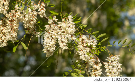 acacia flower acacia flower 139226064
