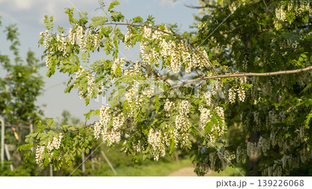acacia flower acacia flower 139226068