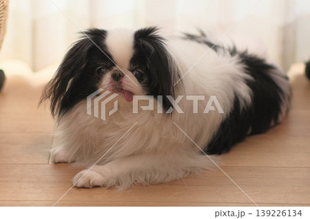 舌を出してくつろぐ狆(Japanese Chin)の室内ポートレート 舌を出してくつろぐ狆(Japanese Chin)の室内ポートレート 139226134