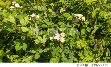 briar 139226139