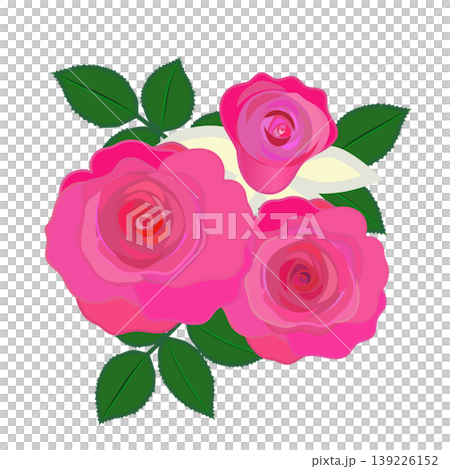 深粉色玫瑰的插圖 深粉色玫瑰的插圖 139226152