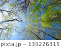 新緑の林で見上げる風景 139226315