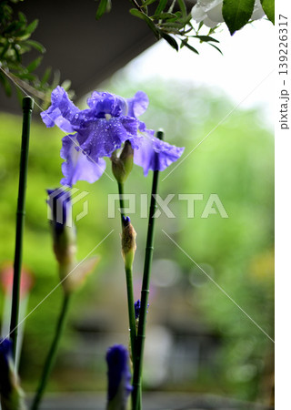 雨のジャーマンアイリスの花 雨のジャーマンアイリスの花 139226317