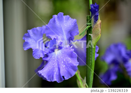 雨のジャーマンアイリスの花 139226319