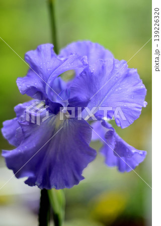 雨のジャーマンアイリスの花 雨のジャーマンアイリスの花 139226320