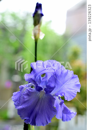 雨のジャーマンアイリスの花 雨のジャーマンアイリスの花 139226323
