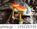 タマゴタケ3 139226338