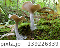 タマウラベニタケ 139226339