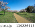 桜咲くころの狭山公園　風の広場の遊歩道 139226413