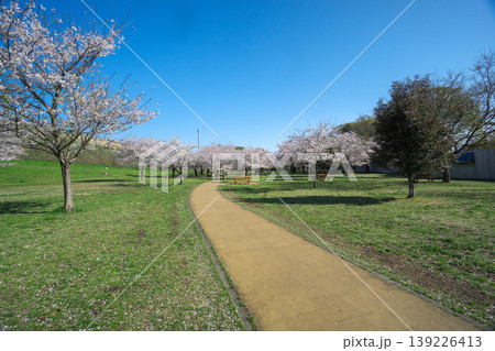 桜咲くころの狭山公園　風の広場の遊歩道 139226413