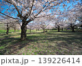 桜咲くころの狭山公園　風の広場 139226414