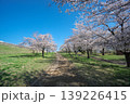 桜咲くころの狭山公園　風の広場 139226415