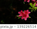 木陰に咲くつつじ 139226514