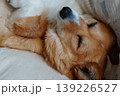 ひっくり返って眠る犬 139226527