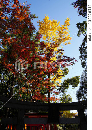 銀杏の黄葉と楓の紅葉 銀杏の黄葉と楓の紅葉 139226536