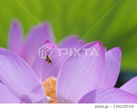 ハスの花とミツバチ ハスの花とミツバチ 139226559