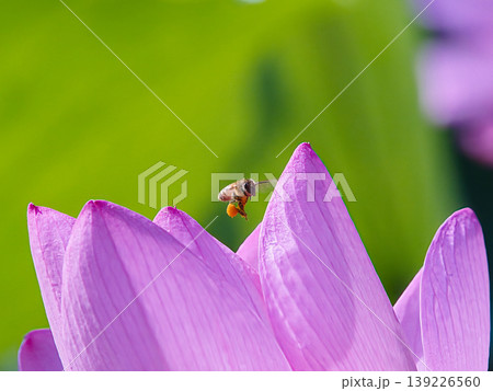 蓮の蕾に飛ぶ蜜蜂 蓮の蕾に飛ぶ蜜蜂 139226560
