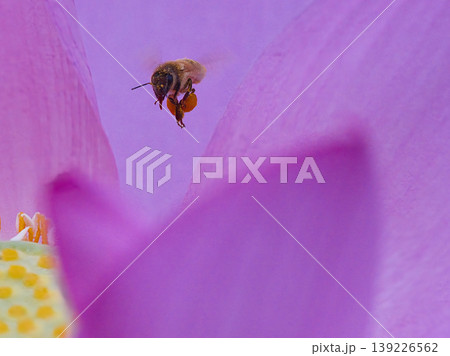 蓮の蜜を探すミツバチ 蓮の蜜を探すミツバチ 139226562