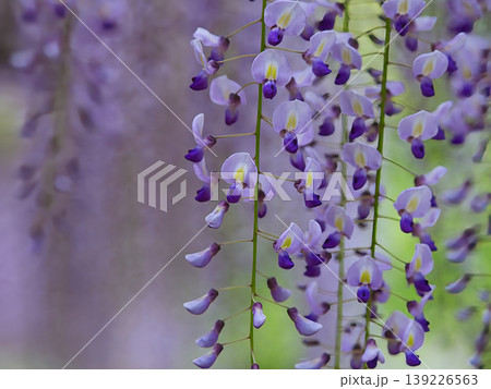 藤棚の藤の花 藤棚の藤の花 139226563