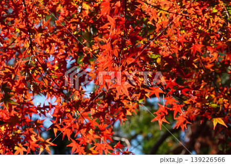 真っ赤な楓の紅葉 真っ赤な楓の紅葉 139226566