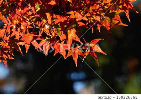 真っ赤な楓の紅葉 139226568