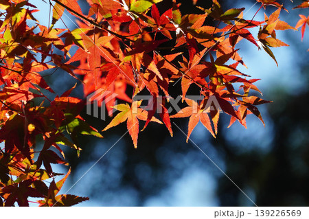 真っ赤な楓の紅葉 真っ赤な楓の紅葉 139226569