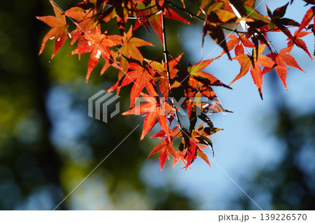 真っ赤な楓の紅葉 真っ赤な楓の紅葉 139226570