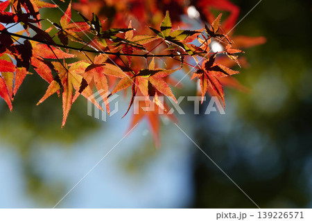 真っ赤な楓の紅葉 真っ赤な楓の紅葉 139226571