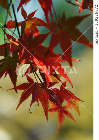 真っ赤な楓の紅葉 139226572