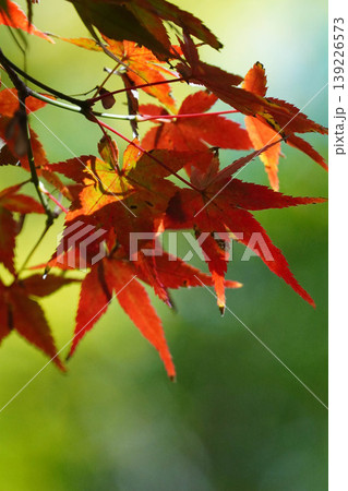 真っ赤な楓の紅葉 139226573
