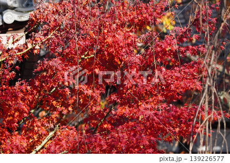 真っ赤な楓の紅葉 139226577