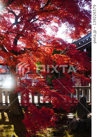 真っ赤な楓の紅葉 真っ赤な楓の紅葉 139226579