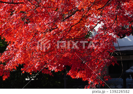 真っ赤な楓の紅葉 139226582