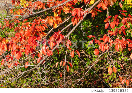 真っ赤な楓の紅葉 139226583